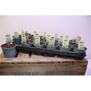 arr8 Galanthus Niv In Pot