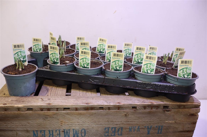 <h4>Galanthus Niv In Pot</h4>