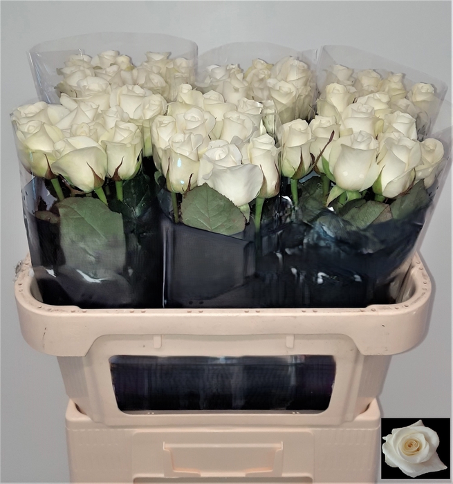 <h4>Rosa large akito</h4>