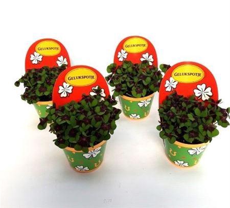 <h4>Oxalis Deppei Geluk Nederlands</h4>