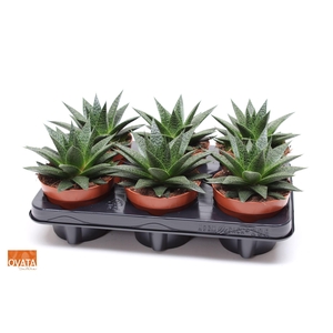 GASTERALOE NOA