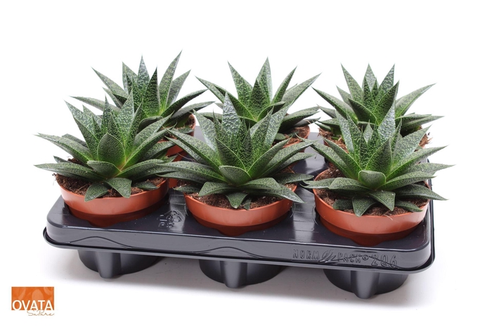 <h4>GASTERALOE NOA</h4>