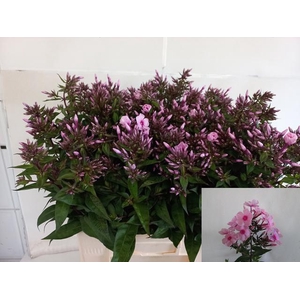PHLOX P BRAVE EYES
