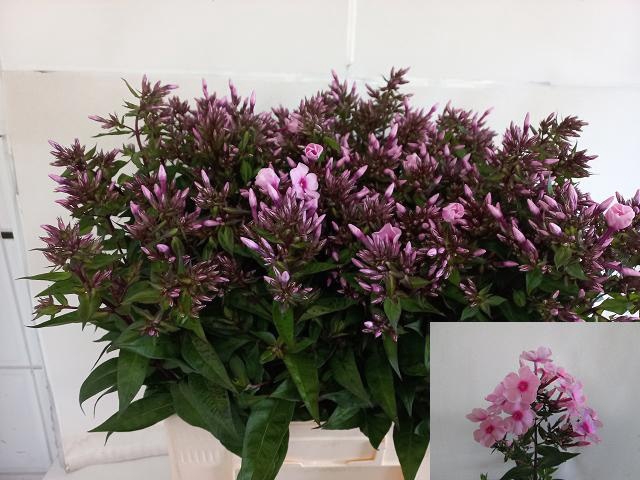 <h4>PHLOX P BRAVE EYES</h4>