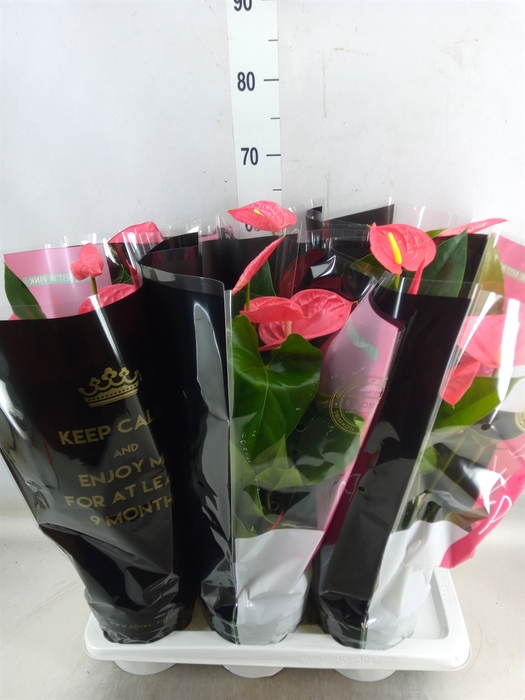 <h4>Anthurium andr. 'Maine'</h4>