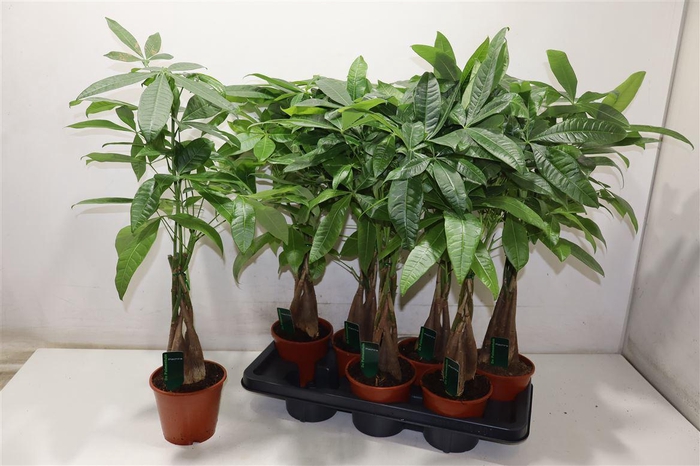 <h4>Pachira Aquatica</h4>