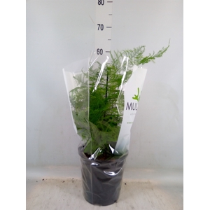 Asparagus setaceus