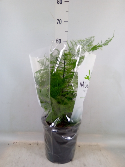 <h4>Asparagus setaceus</h4>