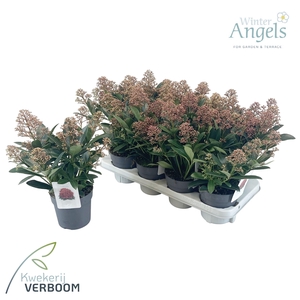 Skimmia jap. rubella p13 7+