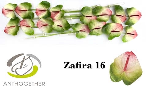 <h4>Anthurium Zafira</h4>