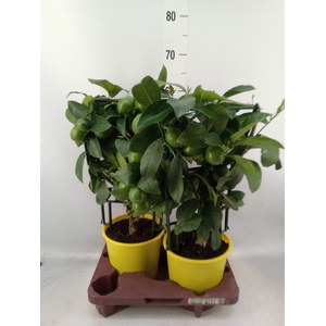 Citrus meyeri 'Meyer'