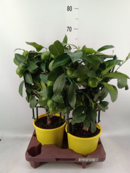 <h4>Citrus meyeri 'Meyer'</h4>