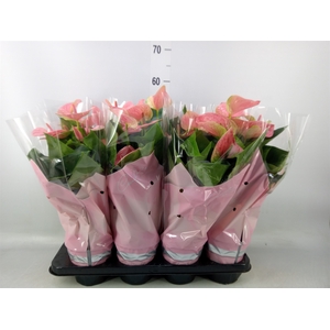 Anthurium andr. 'Sweet Dream'