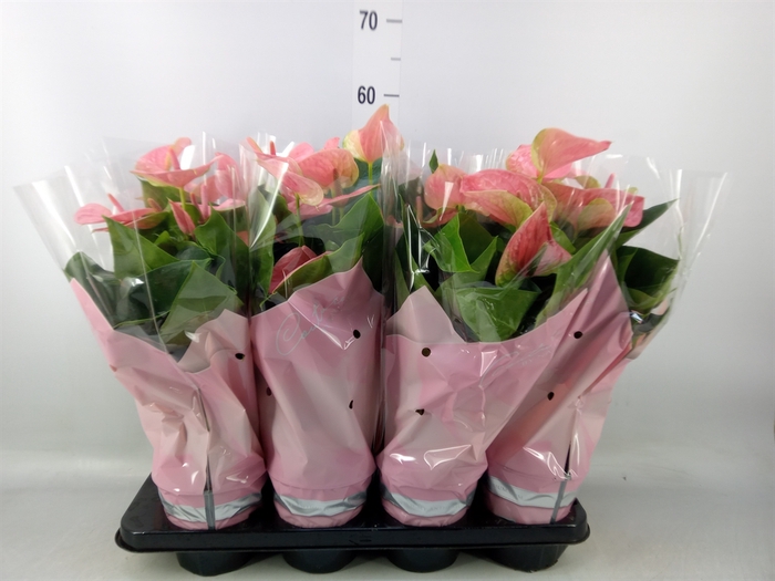 <h4>Anthurium andr. 'Sweet Dream'</h4>
