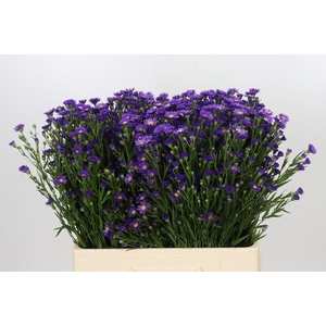 Aster Casamare