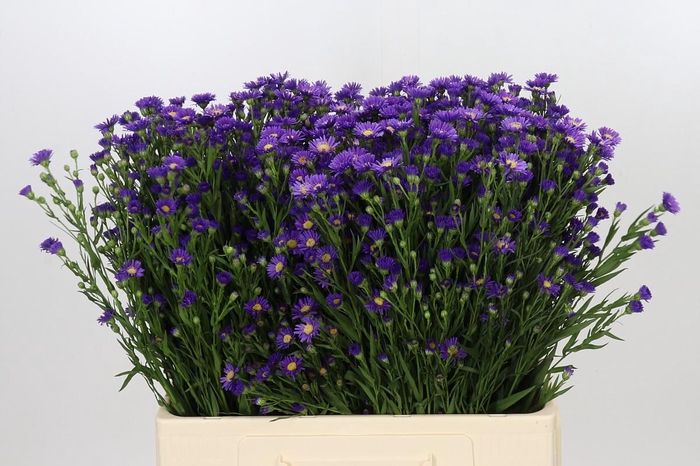 <h4>Aster Casamare</h4>