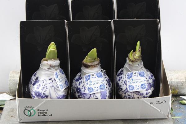 <h4>Bloembol Hippe Wax Cadeau Verp</h4>