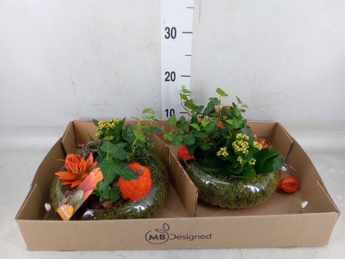 <h4>Planten  ..in schaal H%</h4>