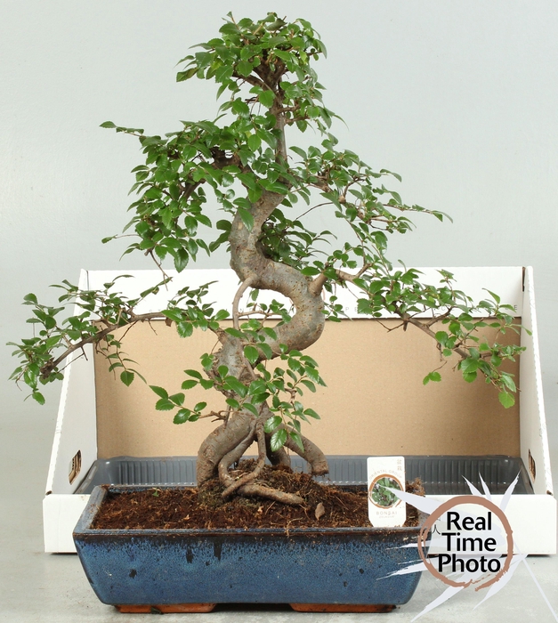 <h4>BONSAI GEM</h4>