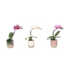 PHALAENOPSIS-HYB P6 1T SOFIA