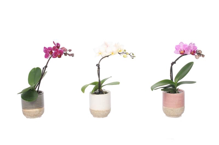 PHALAENOPSIS-HYB P6 1T SOFIA