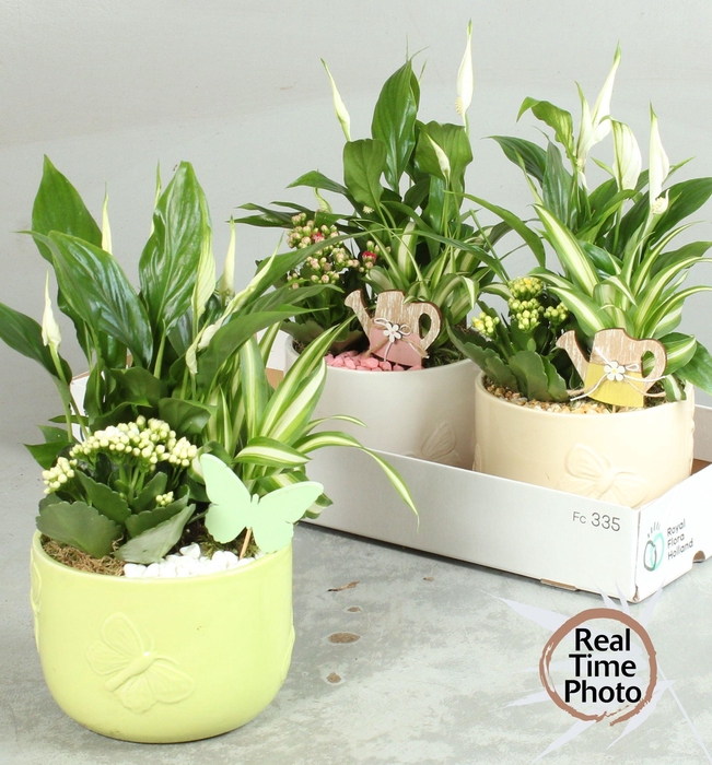 <h4>ARR KAMERPL</h4>