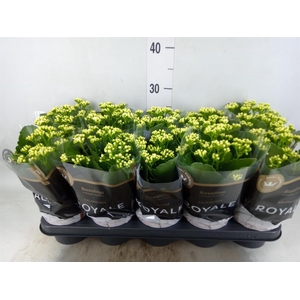 Kalanchoe blos. 'RosDon Dione'