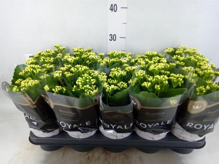 <h4>Kalanchoe blos. 'RosDon Dione'</h4>