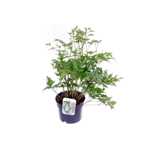 Astilbe Japonica Irrlicht