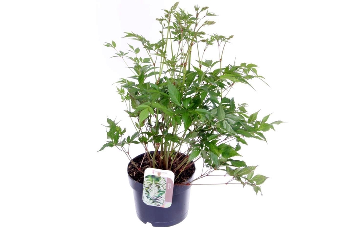<h4>Astilbe Japonica Irrlicht</h4>