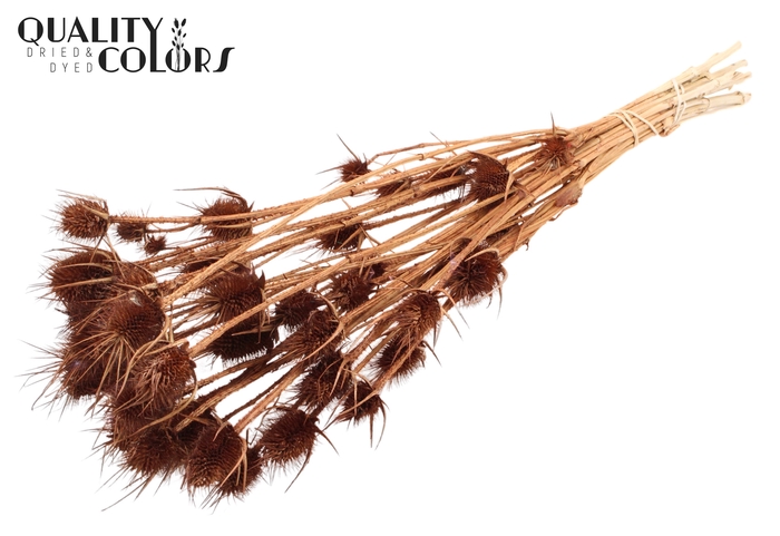 <h4>Cardi Distel Bleached 10pc/bunch 55cm Brown</h4>