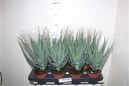 <h4>Aloe Arborescens</h4>