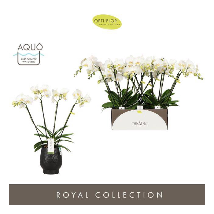 <h4>Phalaenopsis Theatro Jazz 12Ø 60cm 4st 21fl</h4>