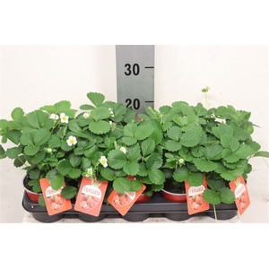Fragaria x ananassa 'Beltran'