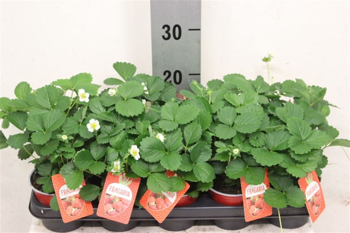 <h4>Fragaria x ananassa 'Beltran'</h4>