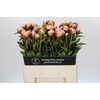 Paeonia Albert Crousse