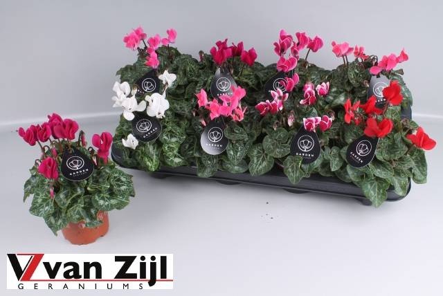 <h4>CYCL KL GARDEN</h4>