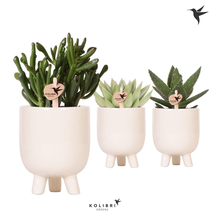 <h4>Kolibri Greens Succulenten mix in Gummy pot travertine</h4>