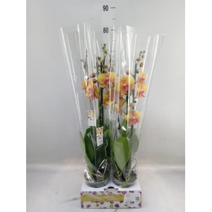Phalaenopsis   ...orange