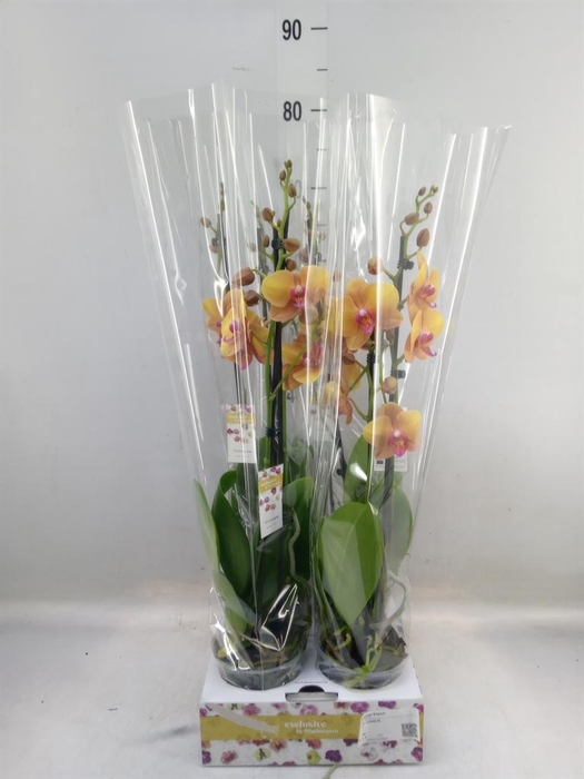 <h4>Phalaenopsis   ...orange</h4>