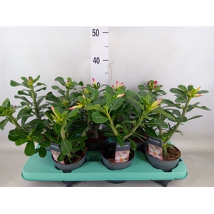 Adenium   ...mix