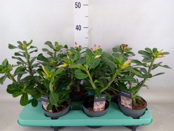 <h4>Adenium   ...mix</h4>
