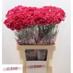 Di St Bacarat Purple EMF