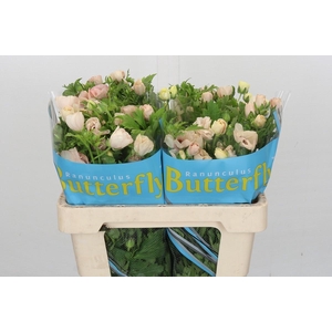 Ranunculus Butterfly Melissa