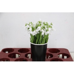 GALANTHUS NIVALIS PER STEM