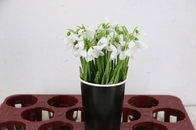 <h4>GALANTHUS NIVALIS PER STEM</h4>