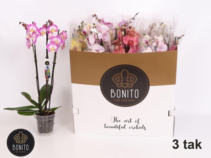 <h4>PHAL GEM 5 KL</h4>