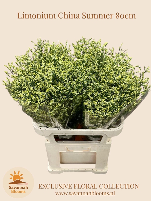 <h4>LIMONIUM SIN CHINA SUMMER</h4>