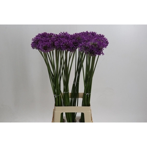 ALLIUM GLADIATOR#*