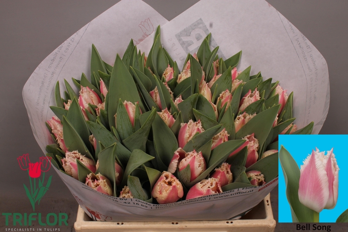 <h4>TU FR BELL SONG</h4>